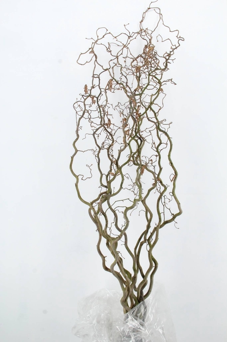 <h4>CORYLUS AV CONTORTA 2 JARIG</h4>