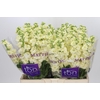 Matthiola incana StoX Yellow