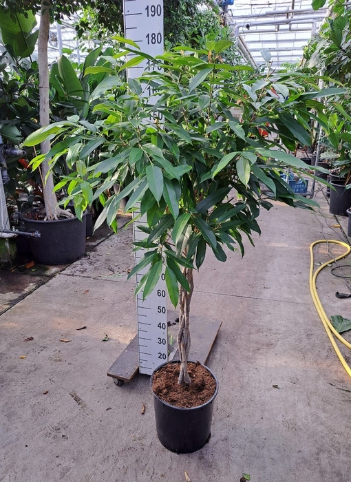 <h4>Ficus Amstel King</h4>