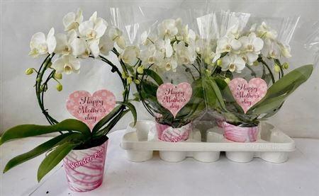 <h4>Phal Bog White 2 Branches 18+</h4>