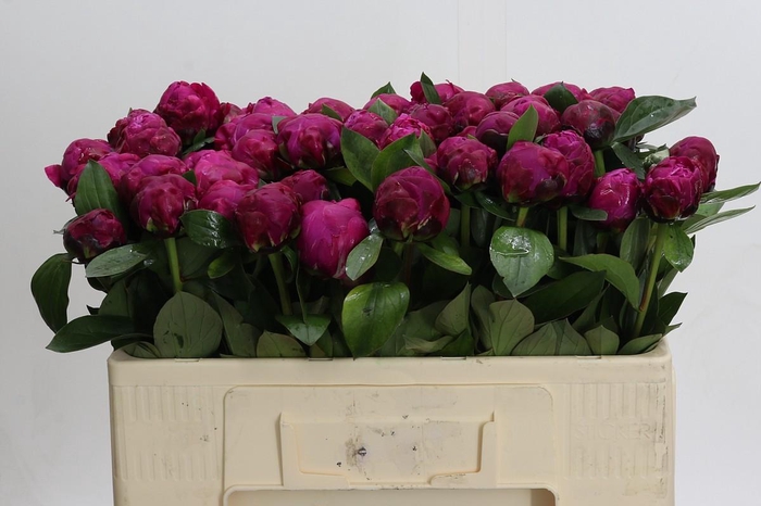 <h4>Paeonia Red Sarah</h4>