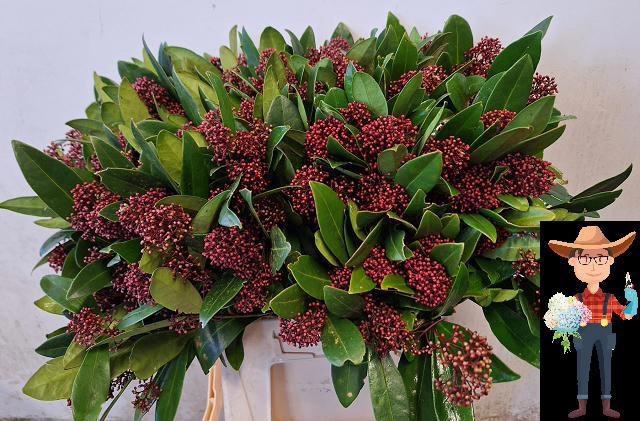 <h4>SKIM J RUBELLA BS</h4>