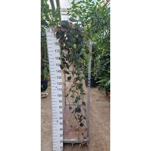 Philodendron scandens subsp. micans