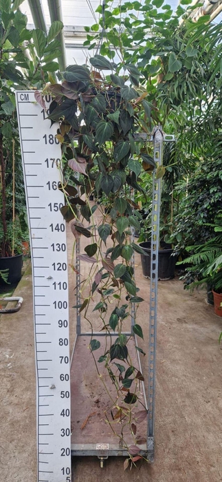 <h4>Philodendron scandens subsp. micans</h4>