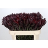 Leucadendron Saf Sunset Dark R.