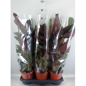 Ctenanthe setosa 'Compactstar'
