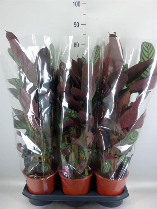 <h4>Ctenanthe setosa 'Compactstar'</h4>
