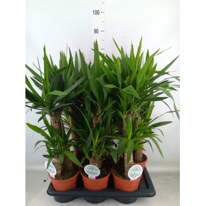 Yucca   ...