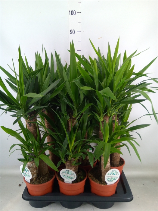 <h4>Yucca   ...</h4>