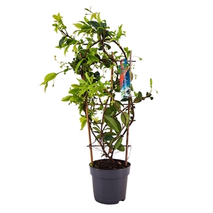 Trachelospermum jasminoides rek p15 (PT)