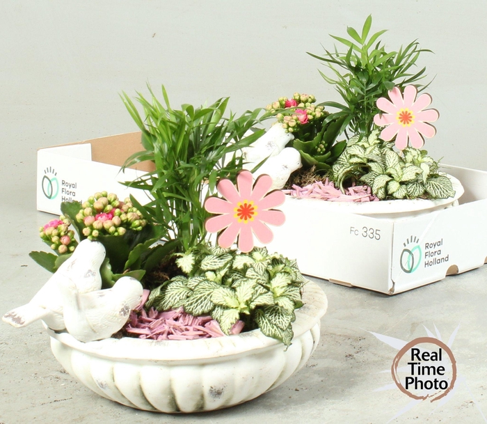 <h4>ARR KAMERPL</h4>