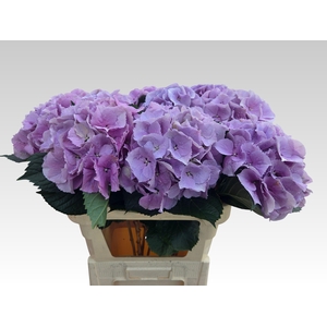 HYDR M ROYAL BENEFIT