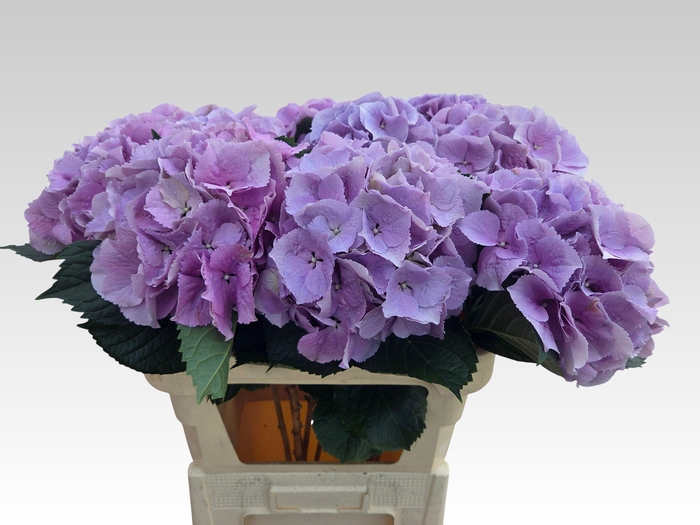 <h4>HYDR M ROYAL BENEFIT</h4>