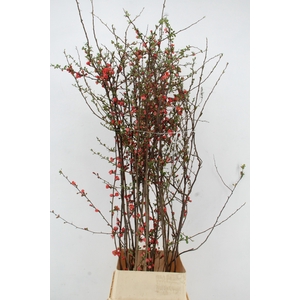CHAENOMELES JAPONICA RED 140CM