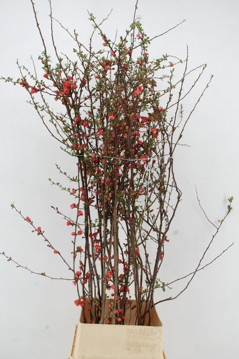 <h4>CHAENOMELES JAPONICA RED 140CM</h4>