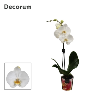 Phalaenopsis 1 tak Decorum Wit