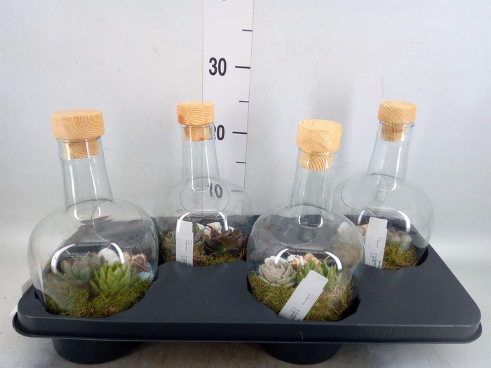 <h4>Arr.  Succulents L%</h4>