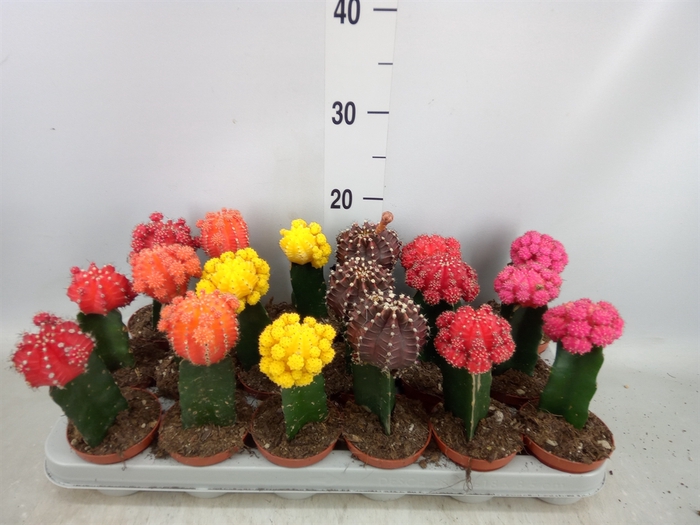 <h4>Gymnocalycium mihanov. 'Brasil'</h4>