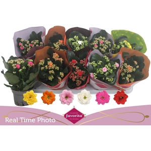 KAL GE PERF GEM 6 KL