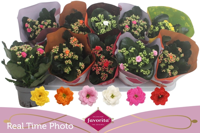 <h4>KAL GE PERF GEM 6 KL</h4>