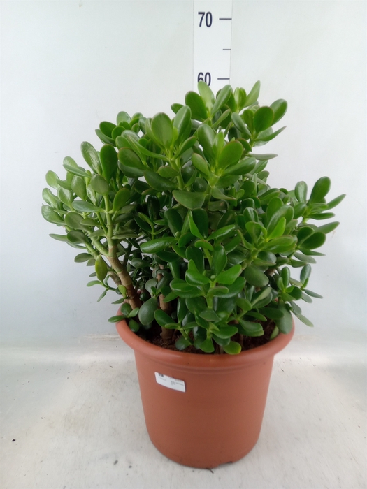 <h4>Crassula ovata</h4>