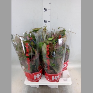 Aeschynanthus marmoratus