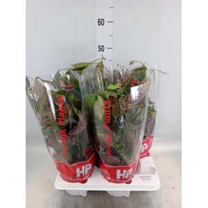 Aeschynanthus marmoratus