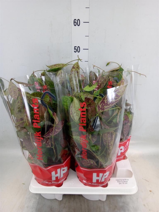 <h4>Aeschynanthus marmoratus</h4>