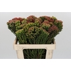 Kaaps Groen Red Brunia