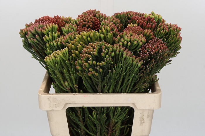 <h4>Kaaps Groen Red Brunia</h4>