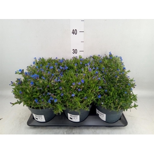 Glandora diffusa 'Heavenly Blue'