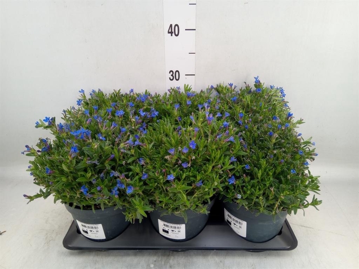 <h4>Glandora diffusa 'Heavenly Blue'</h4>