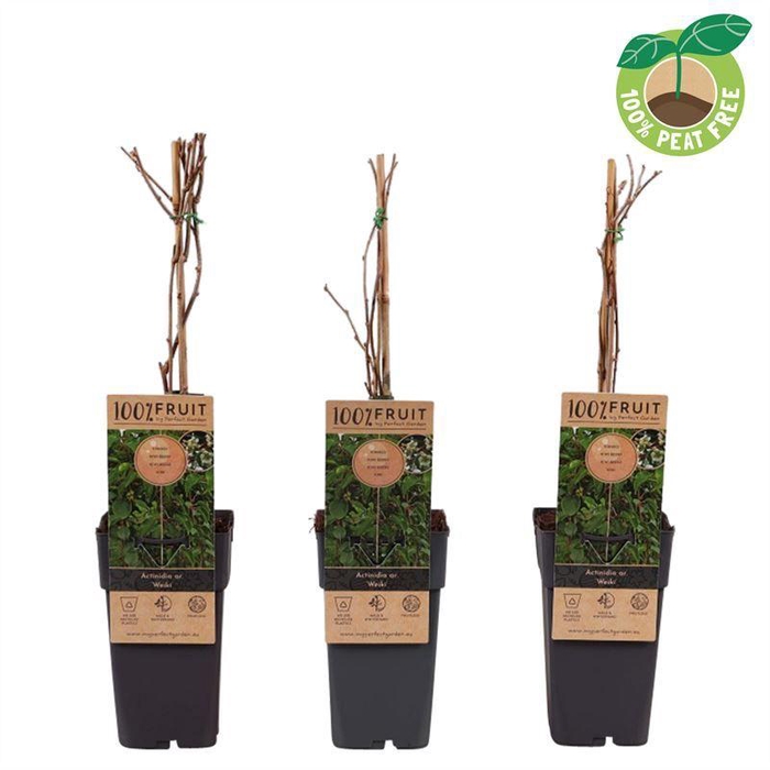 <h4>Actinidia Arguta Weikii</h4>