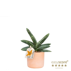 SANSEVIERIA BONCELLENSIS P10