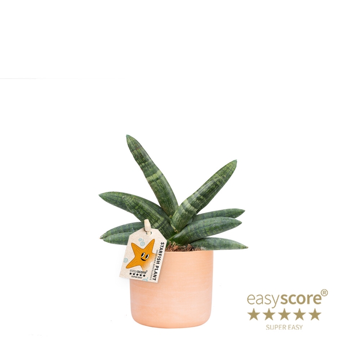 <h4>SANSEVIERIA BONCELLENSIS P10</h4>