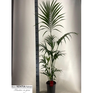 HOWEA FORSTERIANA