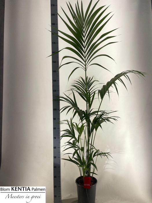 <h4>HOWEA FORSTERIANA</h4>