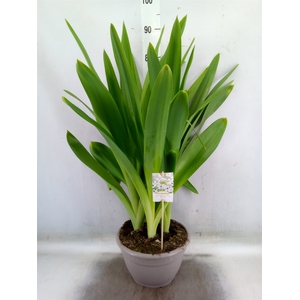 Ornithogalum saundersiae