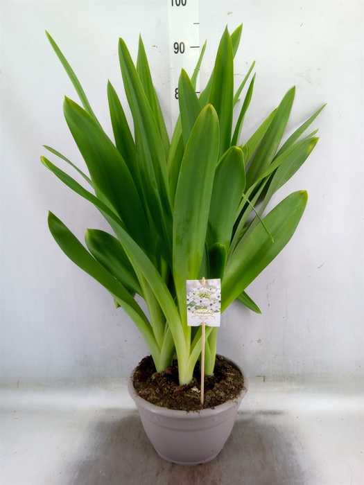 <h4>Ornithogalum saundersiae</h4>
