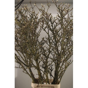 MAGNOLIA GRANDIFLORA XXL*