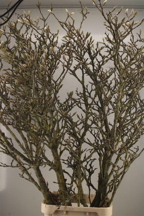 <h4>MAGNOLIA GRANDIFLORA 200CM#</h4>