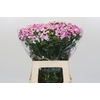 Dianthus Br Amazon Rose Magic