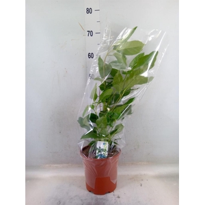 Schefflera actin. 'Amate'