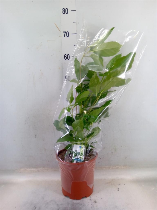 <h4>Schefflera actin. 'Amate'</h4>