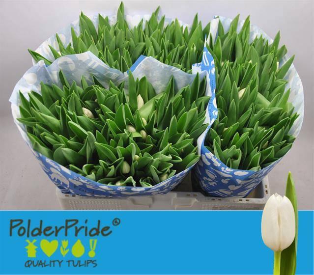 <h4>TU EN ROYAL VIRGIN</h4>