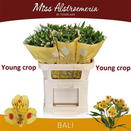 <h4>Alstroemeria Bali</h4>