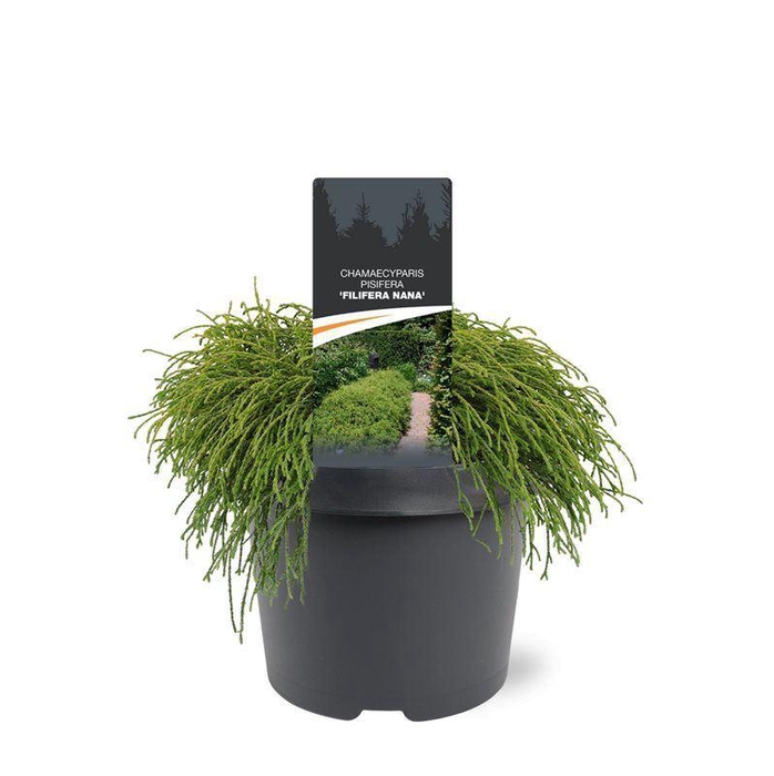<h4>Chamaecyparis Filifera Na</h4>