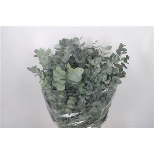 Euc Cinerea Per Bunch 200 Gram Extra