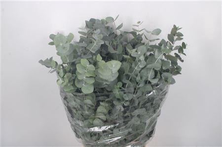 <h4>Euc Cinerea Per Bunch 200 Gram Extra</h4>