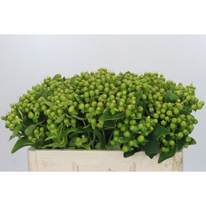 Hypericum Magical Green Power